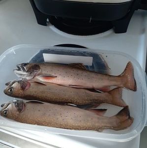 Meet your Posher, Theresa